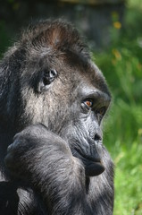 Africa reverie thinking big black monkey gorilla