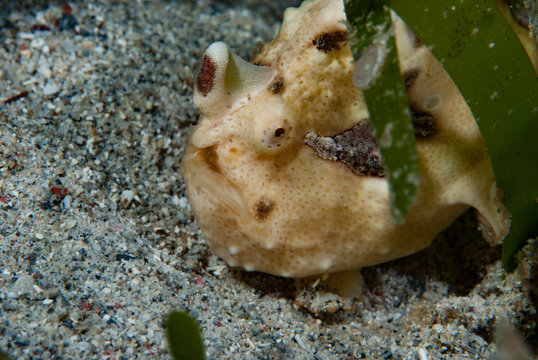 Warty frogfish Antennarius maculatus