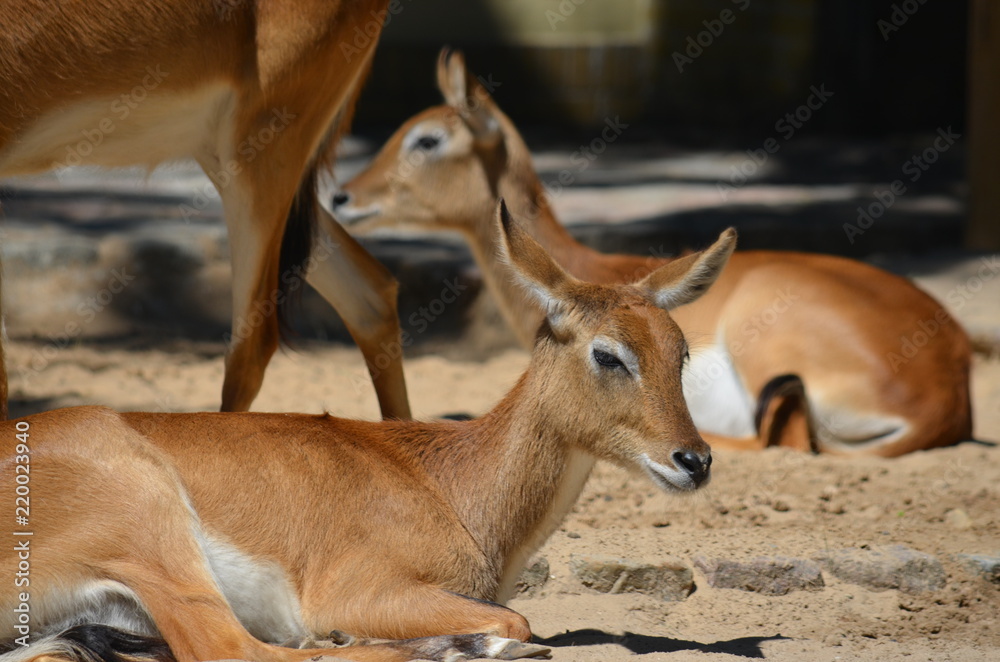 Sticker A hot summer day the red antelope deer lies