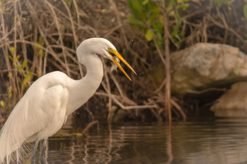 Bird eating small fish