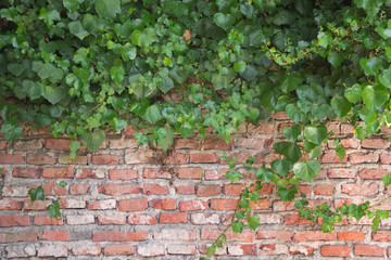planta trepadora enredadera sobre pared de ladrillo