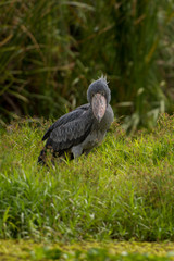 The Shoebill , Balaeniceps rex, also known as Whalehead, is a very large stork-like bird. It derives its name from its massive shoe-shaped bill.