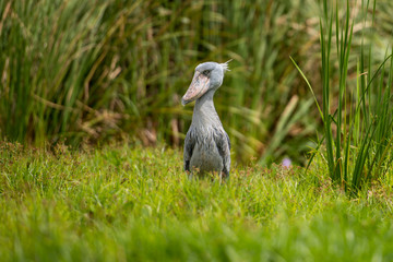 Fototapeta premium The Shoebill , Balaeniceps rex, also known as Whalehead, is a very large stork-like bird. It derives its name from its massive shoe-shaped bill.