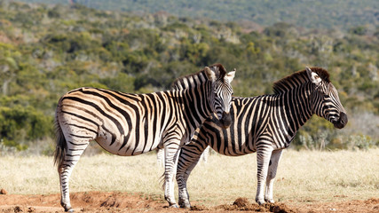 Fototapeta na wymiar Two Zebras standing side by side waiting their turn