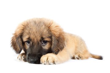 puppy of a golden retriever (shepherd)