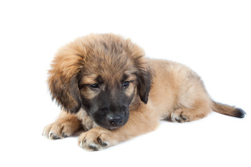 puppy of a golden retriever (shepherd)