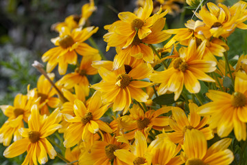 Golden gloriosa daisy flowers on green background