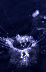 crown formed by a water spray on a black background