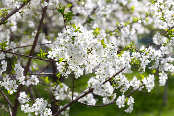cherry color in nature