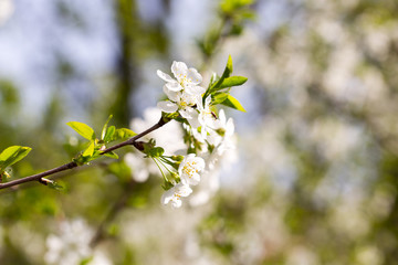 cherry color in nature