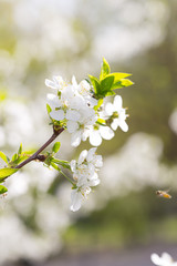 cherry color in nature