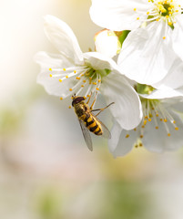Bee on a flower of a white cherry