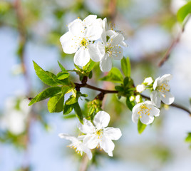 cherry color in nature