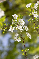 cherry color in nature