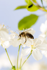 Bee on a flower of a white cherry
