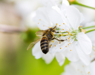 Bee on a flower of a white cherry