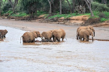 Naklejka na ściany i meble A distant shot of a herd of elephants in Africa