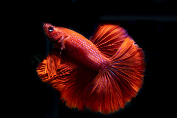 Beautiful Siamese Fighting Fish on black background