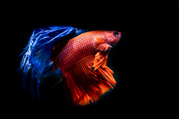 Fototapeta premium Beautiful Siamese Fighting Fish on black background