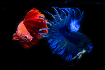 Fototapeta premium Beautiful Siamese Fighting Fish on black background