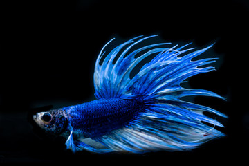 Beautiful Siamese Fighting Fish on black background