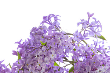 Fototapeta na wymiar lilac flower on a white background