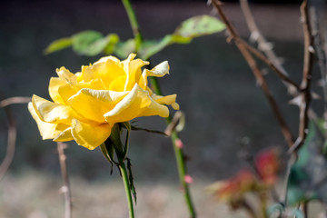 Yellow rose with blurred background
