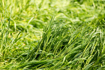 Green grass in nature