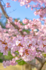 Fototapeta na wymiar 春イメージ　満開の桜
