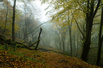 forest and fog