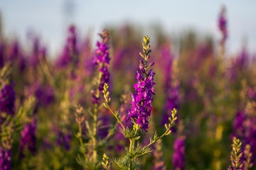 Lavender growing in a field