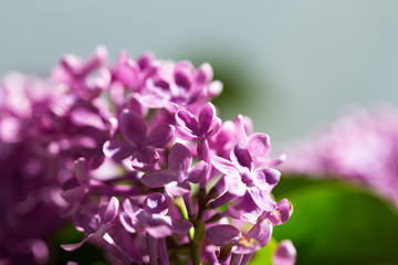 lilac flower macro