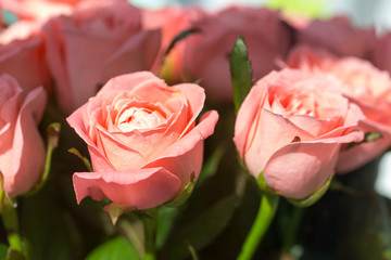 Roses in a bouquet for holidays
