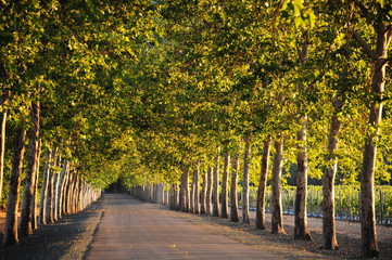 Obraz premium A treelined backroad leads through the Napa Valley wine country.
