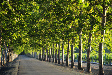 A treelined backroad leads through the Napa Valley wine country.