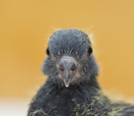 portrait a pigeon on a yellow background