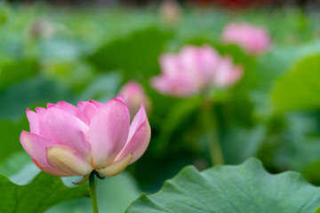 北限の蓮花（2018）