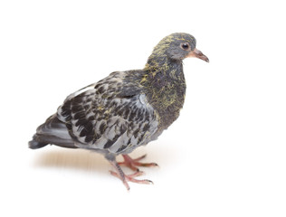 portrait of a dove on a white background