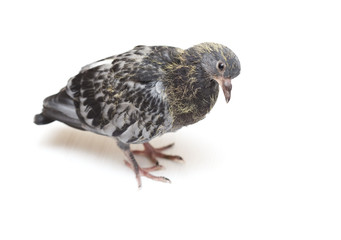 portrait of a dove on a white background