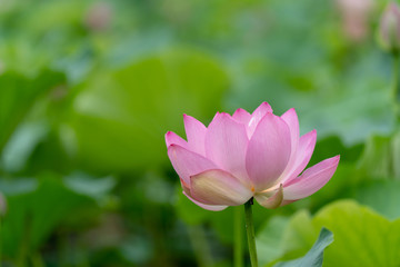 北限の蓮花（2018）