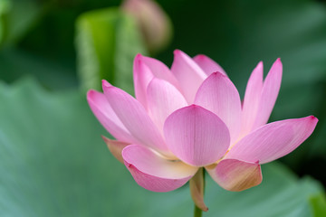 Obraz premium 北限の蓮花（2018）