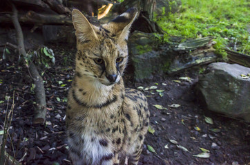 Obraz premium Beautiful serval cat