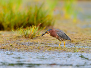 Green Heron Caught a  Fish