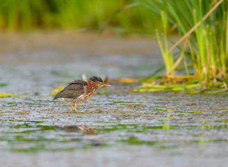Green Heron Foraging on the Pond, Portrait