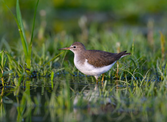 Spotted Sandpiper Foraging on the Pond 