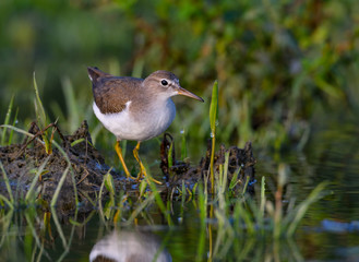Spotted Sandpiper Foraging on the Pond 