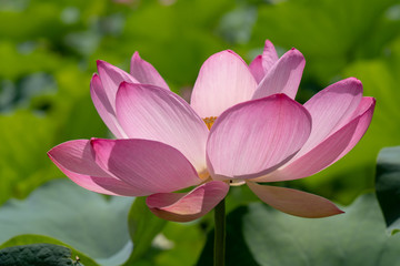 Obraz premium 北限の蓮花（2018）