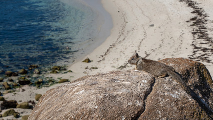 Squirel Laying on Large Rock with Sand Beach in the Background