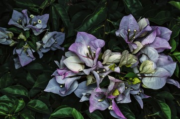 Break out of daytime heat at dusk. Near the dark background of the leaves. Saturated colors.