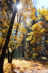 Sunlight slips around an oak tree while backlighting the brilliant fall foliage in Yosemite Valley National Park.